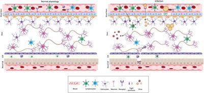 Intrauterine Viral Infections: Impact of Inflammation on Fetal Neurodevelopment